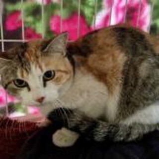 ザ三毛　美猫　10ヶ月。女の子。