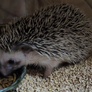 ハリネズミ里親募集。2024年11月購入