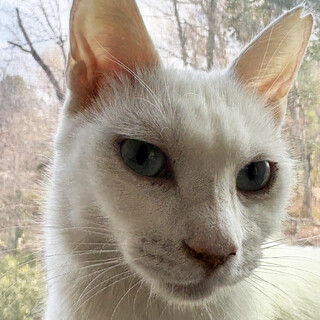 超甘えっこ美猫の白猫♀しらこ約1歳半