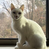 超甘えっこ美猫の白猫♀しらこ約1歳半 サムネイル2