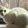 超甘えっこ美猫の白猫♀しらこ約1歳半 サムネイル3
