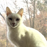 超甘えっこ美猫の白猫♀しらこ約1歳半 サムネイル4