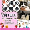 超甘えっこ美猫の白猫♀しらこ約1歳半 サムネイル5