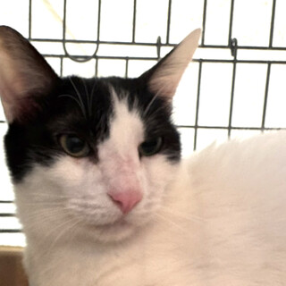 テアンといつも一緒♂ハチワレ猫ミン約1歳