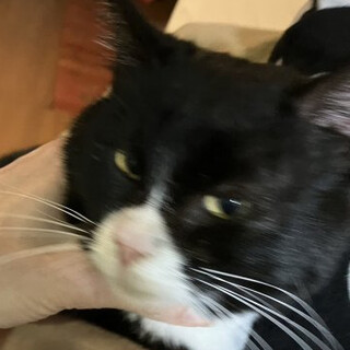 ノラクロ 風 黒白 ハチワレ 白ソックス 男の子