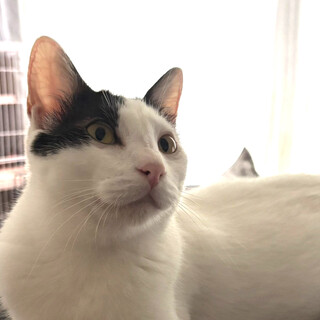 いつもミンと一緒♂白黒猫テアン