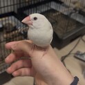 白文鳥10月下旬生まれ