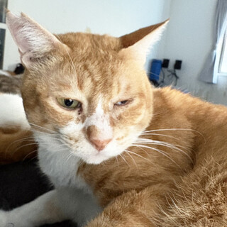 ムチムチ茶白猫♂おじ3～4歳