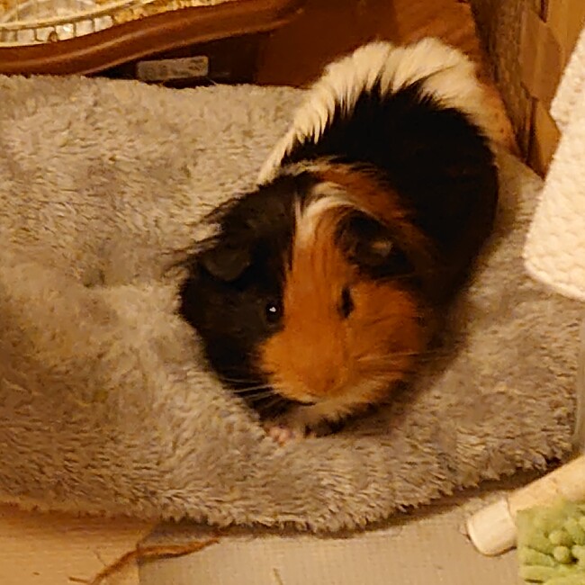 エッティーのカバー写真