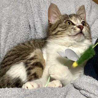 おっとりピノちゃん5ヶ月