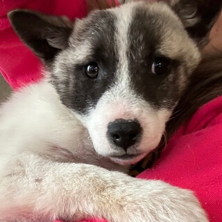 この子を助けてください。