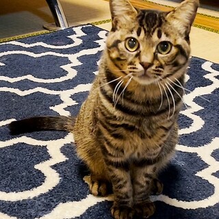 2/2譲渡会参加　キジの男の子8か月　ぴーすけ