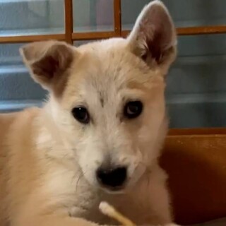 この子を助けてください。