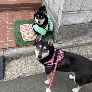 タイプはアタチみたいな黒柴くんか、同じくらいのサイズの黒犬くんでし