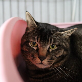 マッチョな体×超びびり／おにぎりくん