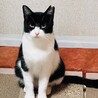 ★美人ハチワレ・メイちゃん！！ サムネイル4