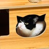 ★美人ハチワレ・メイちゃん！！