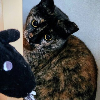 サビの女の子　まま　2～3歳