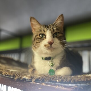 甘えん坊☆ごてん