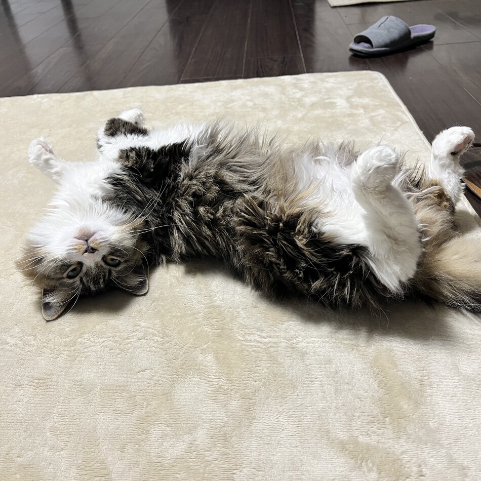 ツナのカバー写真
