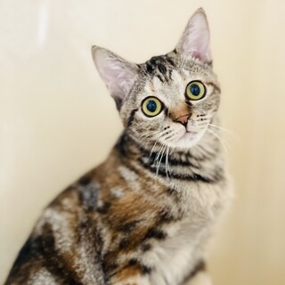 推定2024年8月生れ 茶キジ♀ きんかくちゃん♡