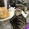 ぱふにゃ