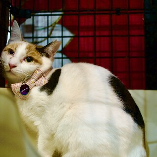 人は苦手なゆっきーな