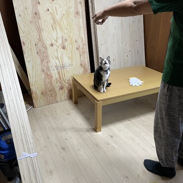 今日の現場監督はトムさん。パネルを買って運び込んだよ。これだけで４万円もしたで…木材高い…無駄に出来ないなぁ(T-T)