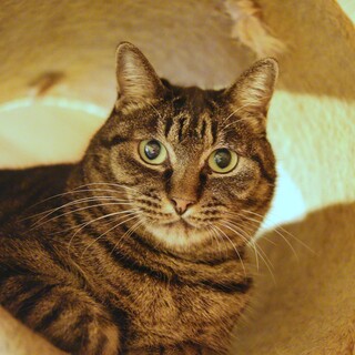 ほんとは撫でてほしい！／文月(ふづき)さん