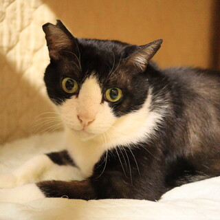 地域猫から転身！／梅吉くん