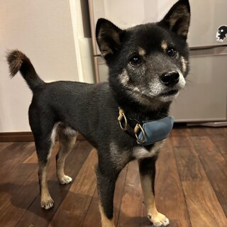 遊び盛りのくりっとおめめがかわいい黒柴くん