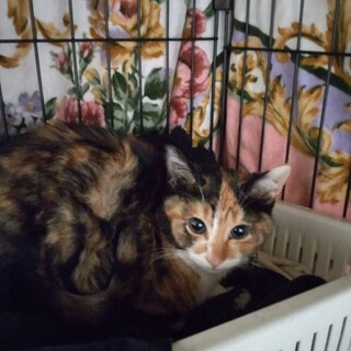 三毛のミユちゃんのトライアルＯＫ！（予約済み）