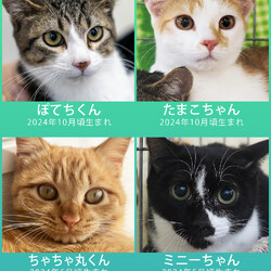 大中小の猫26匹決定★愛知県みよし市