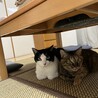 の写真