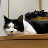 の写真
