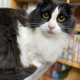 白黒の女の子　クロッシュ