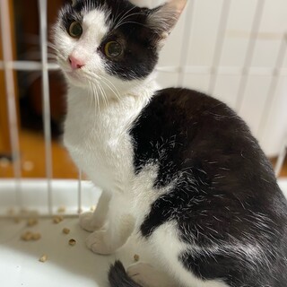 白黒の男の子　パルファン