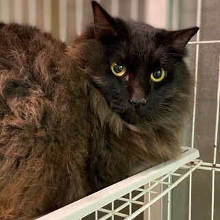 黒長毛の穏やかな男の子　シュクル