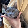 優しい♡人なつこい♡カギしっぽ♫グレーこねこちゃん サムネイル3