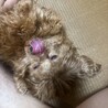 里親募集！ サムネイル3
