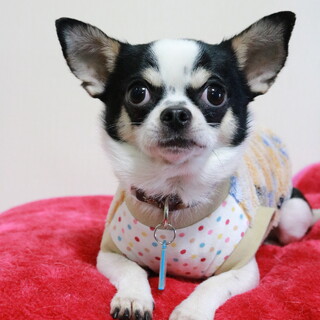 チワワ♂️4歳☆仮名  架月（かつき）