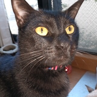 ザ黒猫。二匹目に。猫大好きな一歳8カ月♂