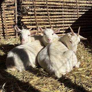 小柄なシバ山羊親子3頭の里親を募集します