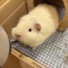 「あんず」