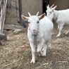 ブランコロ