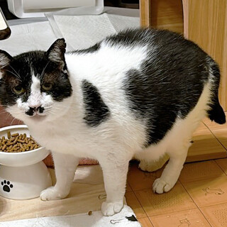 ケガをして保護された♂しげる約8歳