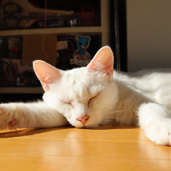 特定非営利活動法人せぴうるにゃんのカバー写真