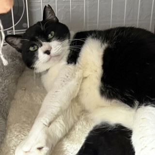 親分肌で優しい♂親方、約5歳　