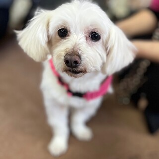 マルチーズのマイロくん