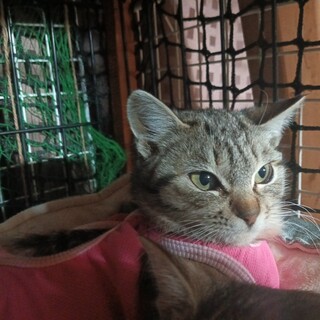 子供達に可愛がられて外で生き抜いてきました 4ヶ月